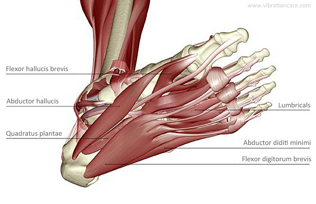 intrinsic foot muscles exercise